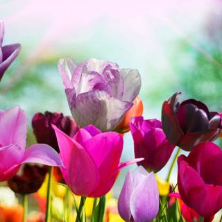 Pretty spring laptop wallpaper