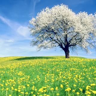 Spring time field wallpaper
