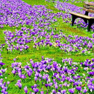 Spring time field wallpaper