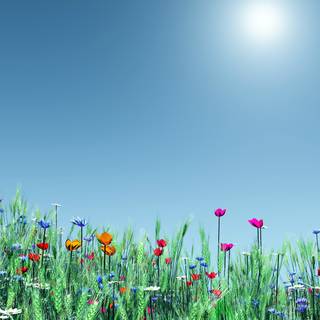 Spring time field wallpaper