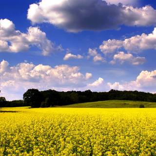 Spring time field wallpaper