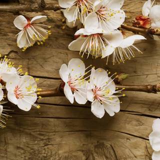 Preppy spring laptop wallpaper