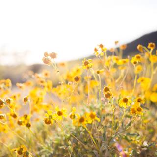 Spring time field wallpaper