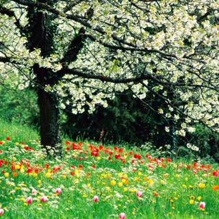 Spring time field wallpaper