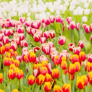 Spring time field wallpaper