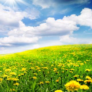 Spring time field wallpaper