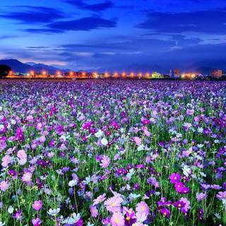 Spring time field wallpaper