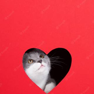 Valentines cat iPhone wallpaper