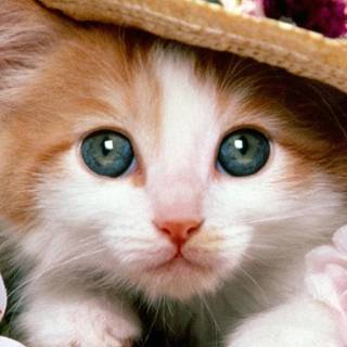 Valentines cat iPhone wallpaper