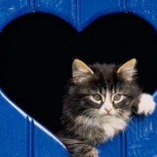 Valentines cute kitten iPhone wallpaper