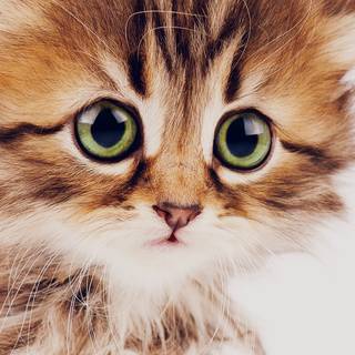 Valentines cute kitten iPhone wallpaper