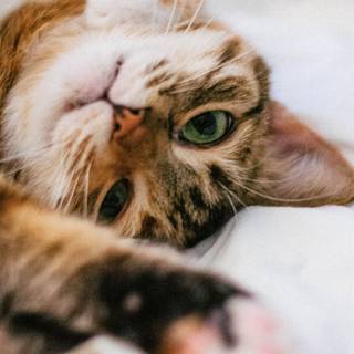 Valentines cute kitten iPhone wallpaper