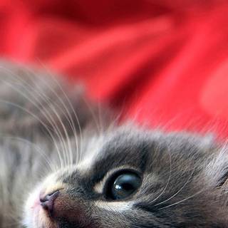 Valentines cute kitten iPhone wallpaper