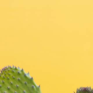 Minimalist iPhone 11 Pro Max wallpaper