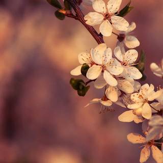Spring floral laptop wallpaper