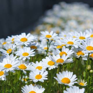 Spring floral laptop wallpaper