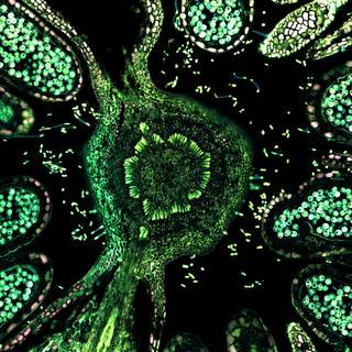 Biology art 4k wallpaper