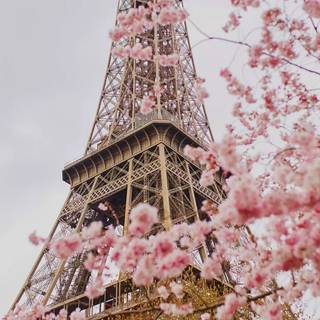 Spring Paris phone wallpaper