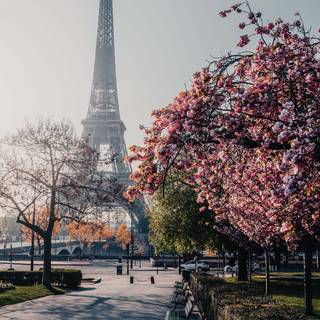 Spring Paris phone wallpaper