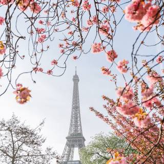 Spring Paris phone wallpaper