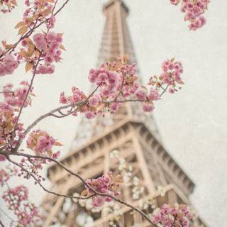 Spring Paris phone wallpaper