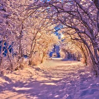 Winter snow lights wallpaper