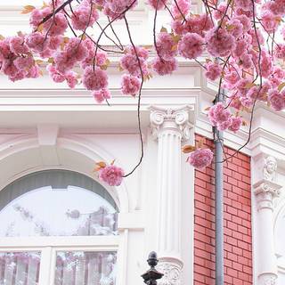 Spring Paris phone wallpaper