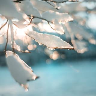 Winter snow lights wallpaper