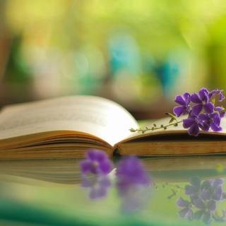 Spring and books wallpaper