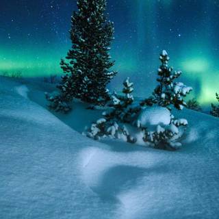 Winter snow lights wallpaper
