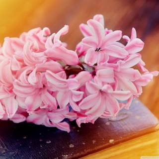 Spring and books wallpaper