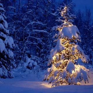 Winter snow lights wallpaper