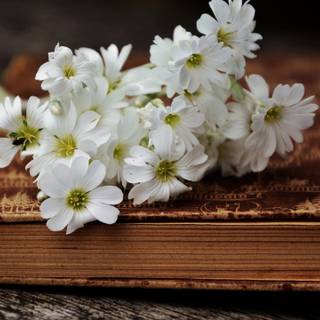 Spring and books wallpaper