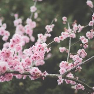 Spring and books wallpaper