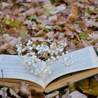 Spring and books wallpaper