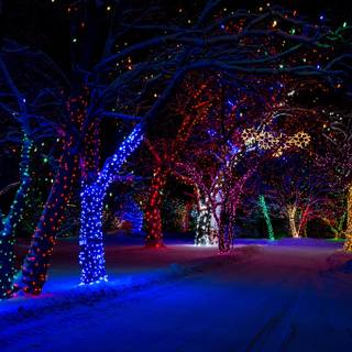 Winter snow lights wallpaper