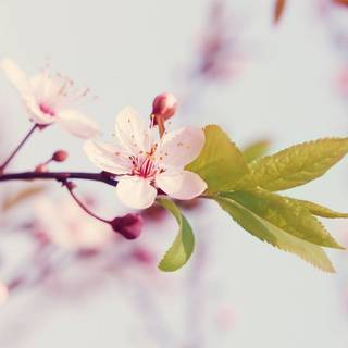 Spring book aesthetic wallpaper