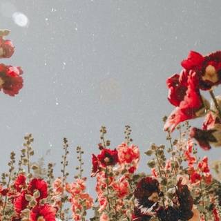 Spring book aesthetic wallpaper