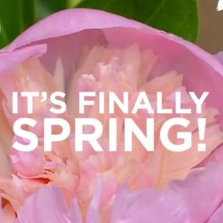 First Day spring 2023 wallpaper