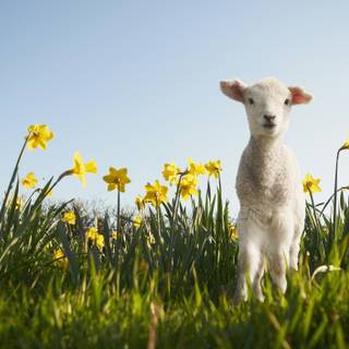 First Day spring 2023 wallpaper