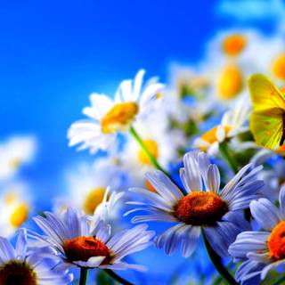 Spring floral desktop wallpaper