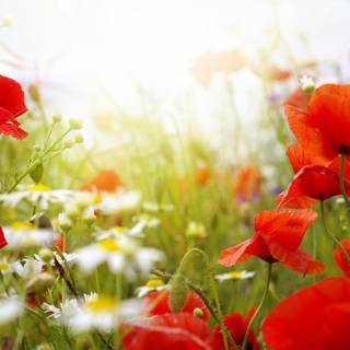 Spring floral desktop wallpaper