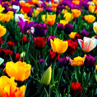 Spring floral desktop wallpaper