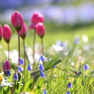 Spring floral desktop wallpaper