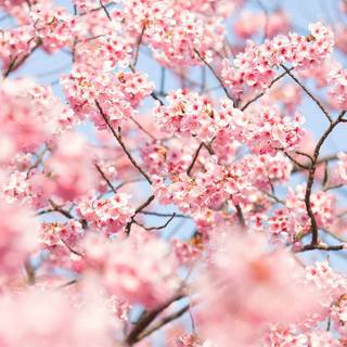 First Day spring 2023 wallpaper