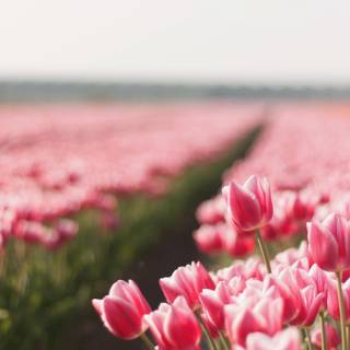 Spring floral desktop wallpaper