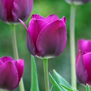 Spring floral desktop wallpaper