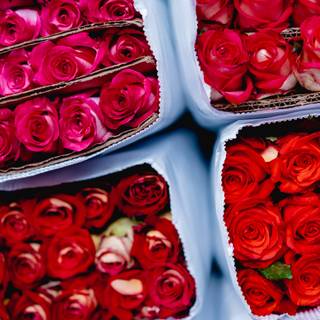 Valentines red roses wallpaper