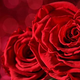 Valentines red roses wallpaper