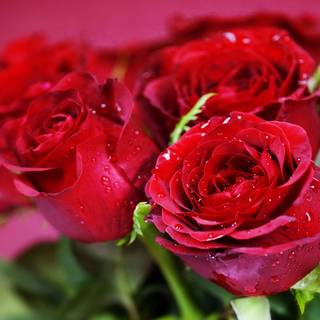 Valentines red roses wallpaper